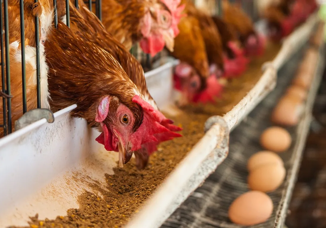 Foyer d'influenza aviaire en Mayenne